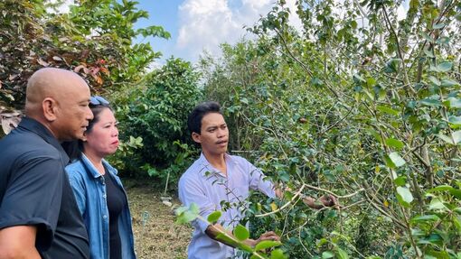 Đa dạng cây ăn trái kết hợp du lịch trải nghiệm