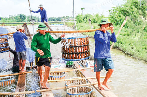 Gỡ khó cho xuất khẩu cá tra ở ÐBSCL