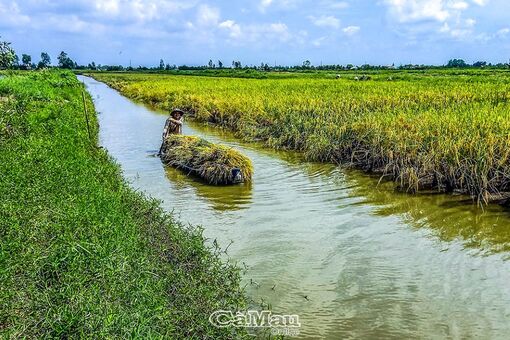 Cà Mau: Nông dân lại đối mặt “được mùa, mất giá”