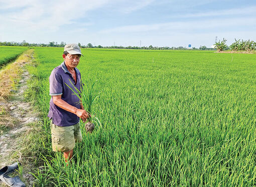 Cần Thơ: Chăm sóc, bảo vệ tốt lúa đông xuân