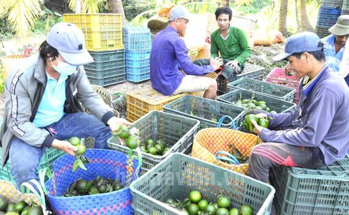 Trà Vinh: Cầu Kè tập trung giảm nghèo bền vững