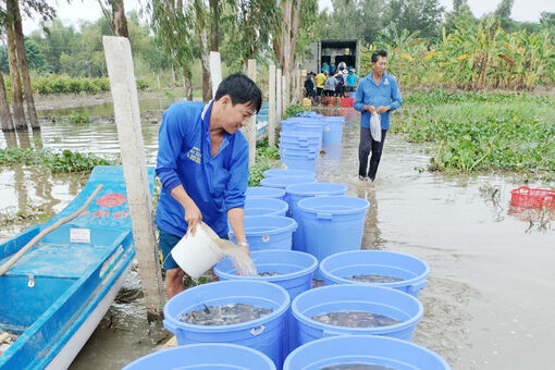 Giám sát dịch bệnh trên thủy sản