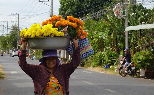 Nhà vườn tất bật cho vụ Tết