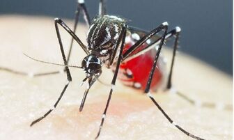 Báo động nguy cơ từ muỗi siêu kháng thuốc ở châu Á
