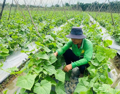 “Chạy nước rút” vụ nông sản Tết