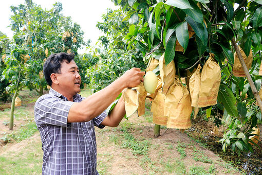 Trái cây Tết vào mùa