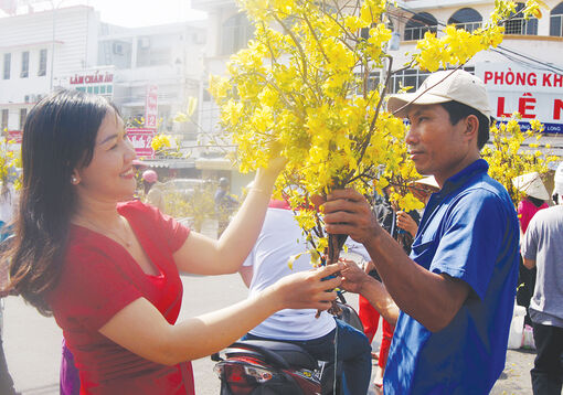 Thương sắc mai vàng phương Nam