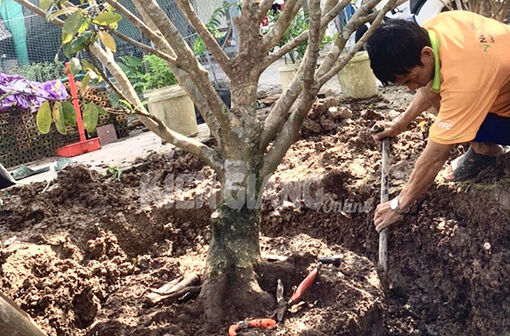 Kiên Giang: Bứng mai tết, kiếm tiền triệu mỗi ngày