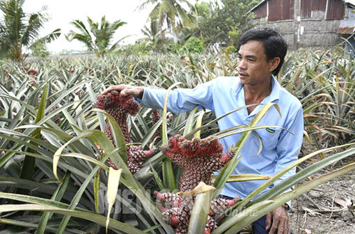 Kiên Giang: Độc đáo khóm phụng chưng tết