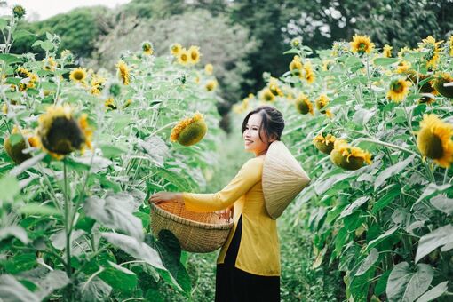 Dòng “thác hoa” mang Xuân về cho đồi Tức Dụp