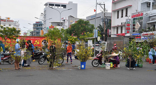 Vàng tươi chợ mai cành