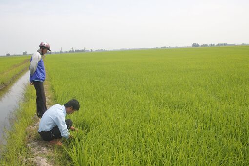 Long An: Vui xuân không quên đồng ruộng