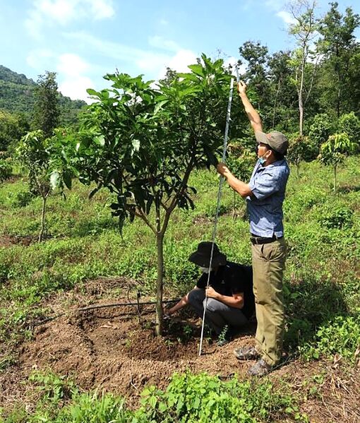 Phát triển mô hình nông lâm nghiệp kết hợp cho vùng Bảy Núi