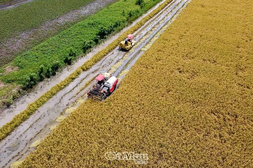 Cà Mau: Khởi động vụ mùa