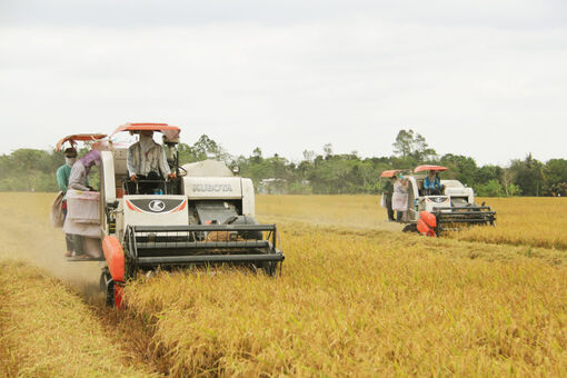 Cần Thơ: Nhiều giải pháp phát triển “tam nông” hiệu quả, bền vững