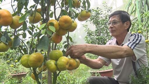 Bảo tồn, phát huy giá trị cây quýt hồng