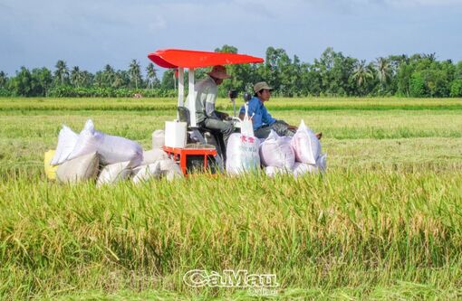 Cà Mau: Bắt tay vào vụ mới