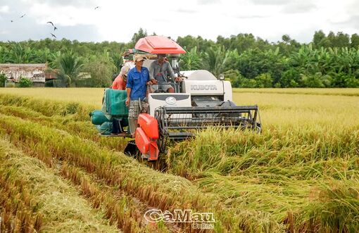 Cà Mau: Ðổi mới, hiện đại để đáp ứng thị trường