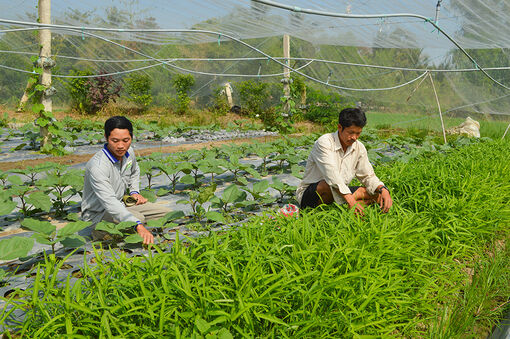 Tìm hướng đi cho nông sản An Giang