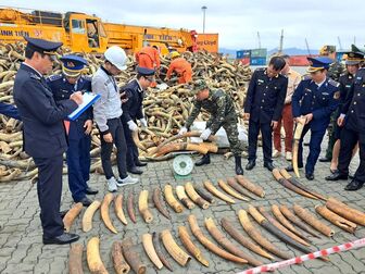 Thu giữ hàng trăm kg ngà voi châu Phi trong những ngày đầu tháng 2