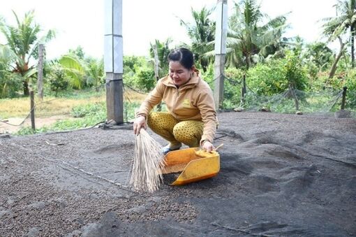 Sóc Trăng: Nuôi đàn thú "ngủ trên trời", nông dân hứng phân mà bán đắt tiền