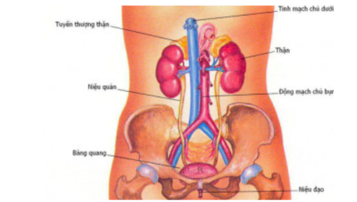 Triệu chứng suy thận sớm cần đặc biệt chú ý