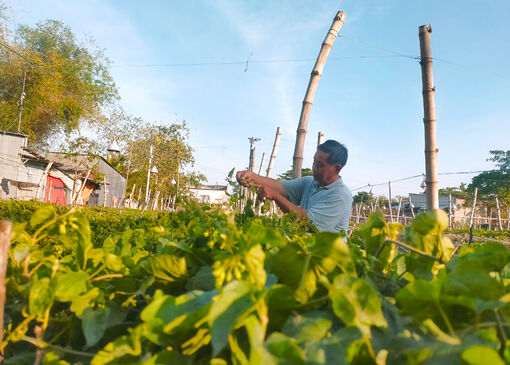 Trồng hoa thiên lý cho thu nhập cao