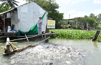 Người nặng nợ với đàn cá ở sông Vàm Nao