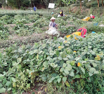 Phú Tân đẩy mạnh liên kết sản xuất và tiêu thụ nông sản
