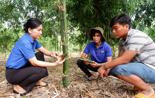 Long An: Khởi nghiệp thành công từ măng tre Bát Độ