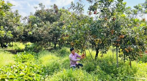 Vĩnh Long: Chôm chôm đầu năm giá cao