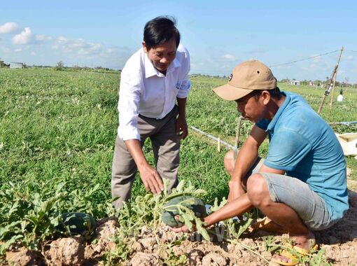 Vụ màu đông - xuân: Giá dưa hấu, đậu phộng tăng cao