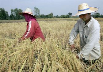 Các nước ASEAN trước cơ hội từ việc EU thúc đẩy phát triển 'nông nghiệp xanh'