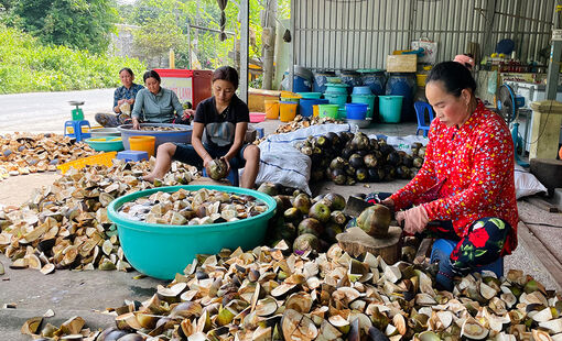 Phong phú sản phẩm từ trái thốt nốt