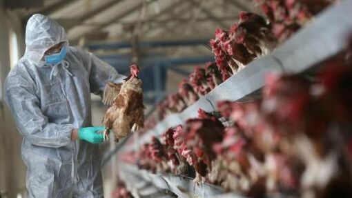 Campuchia ghi nhận 1 bé gái tử vong do cúm gia cầm H5N1