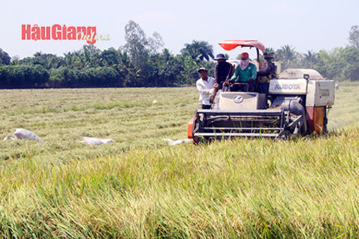 Hậu Giang: Trúng mùa lúa Đông xuân