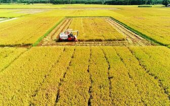 Nâng cao chất lượng gạo xuất khẩu
