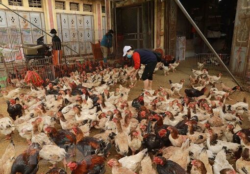 Các tỉnh, thành phía Nam tăng giám sát, đề phòng cúm gia cầm A (H5N1)