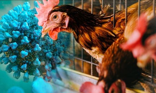 TP Hồ Chí Minh tăng cường các hoạt động giám sát dịch cúm A (H5N1)