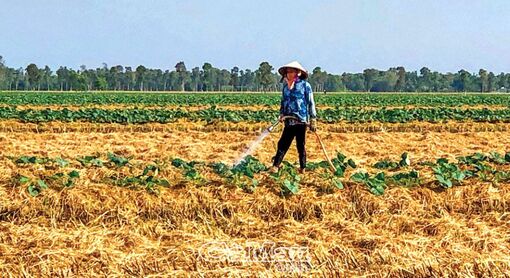 Cà Mau: “Sống chung” với hạn mặn