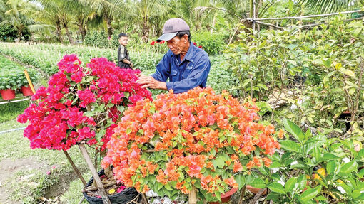 Cần Thơ: Kinh tế hoa kiểng