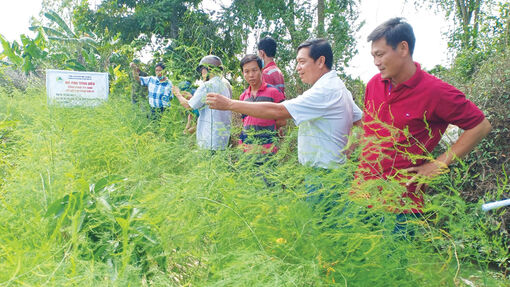 Đa dạng mô hình sản xuất cải thiện đời sống nông dân