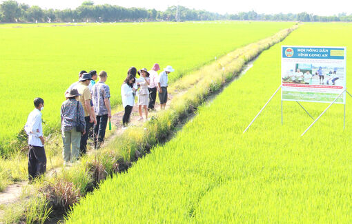 Long An: Hiệu quả từ mô hình canh tác lúa thân thiện với môi trường