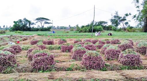 Sóc Trăng: Lấy lại vị thế