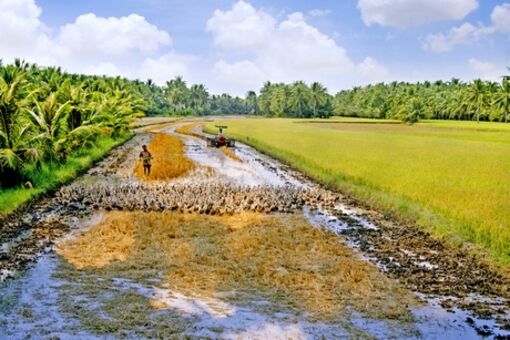 Vĩnh Long: Chủ động phòng chống dịch bệnh trên đàn vật nuôi