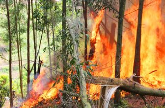 Cháy rừng ở Kon Tum, hai người tử vong