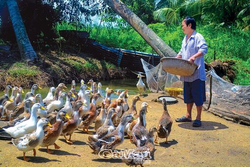 Cà Mau: Chủ động ứng phó cúm A (H5N1)