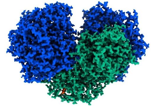 Australia phát hiện enzyme có thể biến không khí thành điện