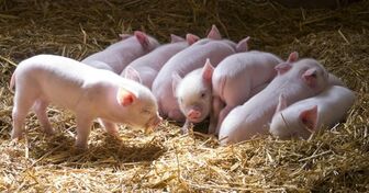 An Giang tăng cường phòng, chống bệnh liên cầu lợn trên người