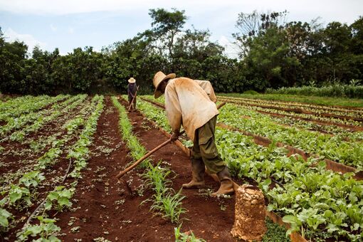 Trên 400.000 người ở Cuba bị ảnh hưởng bởi hạn hán nghiêm trọng